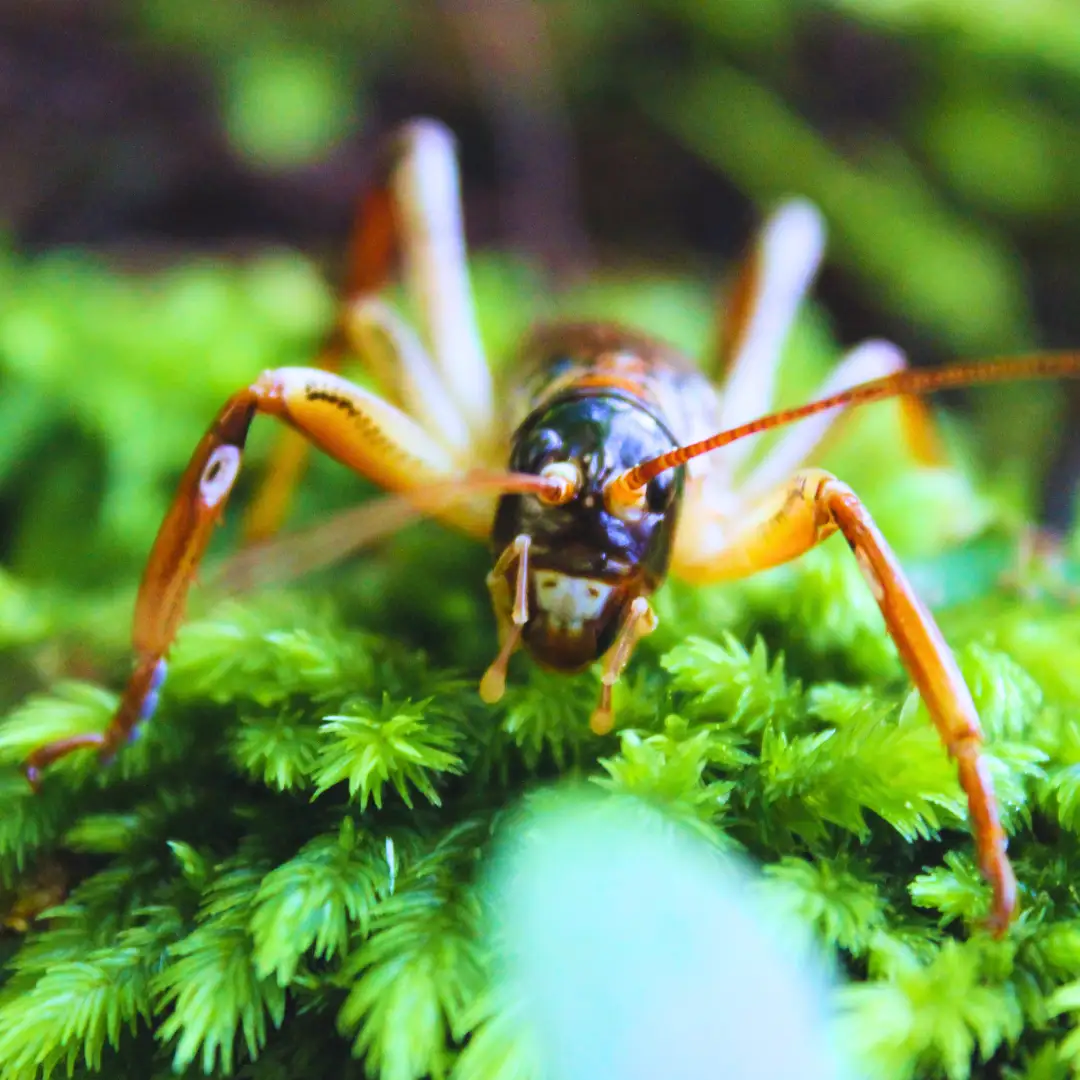 Native Species from Weta to Kiwi